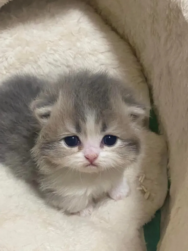 Aww !!can't take my eyes off this cutie