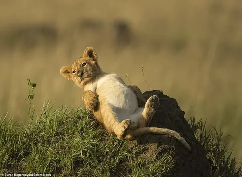 🔥 A lion cub showing off its full belly after feasting on a zebra. Burak Dogansoyal captured the image.