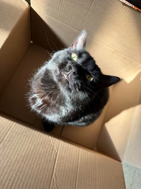 Princess Bug in her box 📦🐈‍⬛