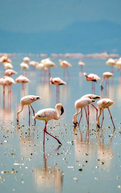I took my 17 year old nephew to Tanzania. We found two boda-boda drivers in Arusha who let us hire their bikes, but not them. Rode up to Lake Natron. Flamingos!