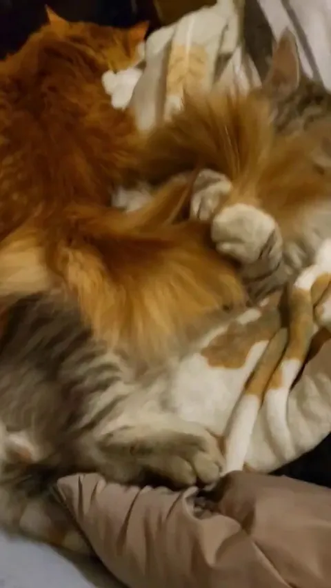 The tail is not a toy!