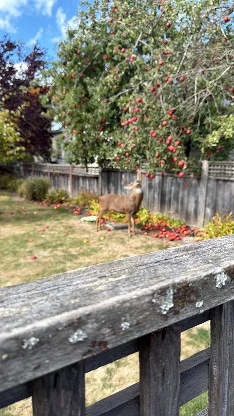 Mr. Apple Eater himself