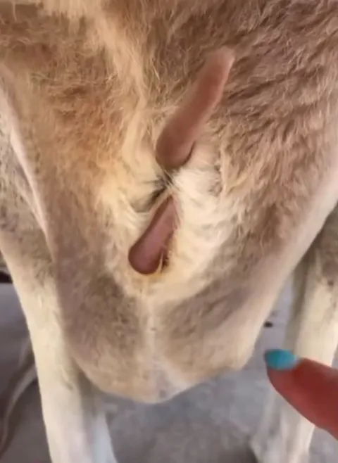 This is what the inside of a kangaroo pouch looks like