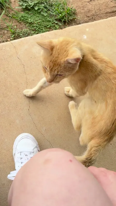 I know next to nothing about cats