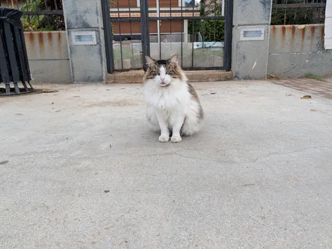The huge collection of cats I found on my adventure to Turkey😅😊