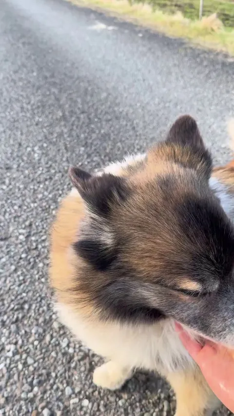 The friendliest dog I've ever met.