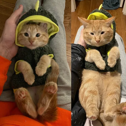 I’ve lost my best friend Link