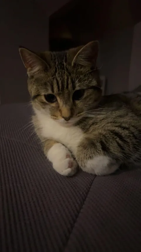 Why do girl cats get a bad rap?