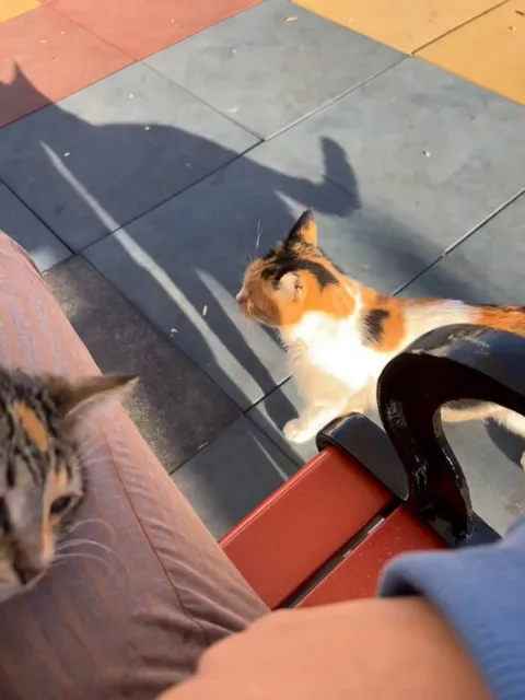 Sad day when you have one lap and two stray cat who want to sit