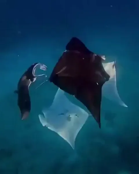 🔥 A dance of Stingrays 