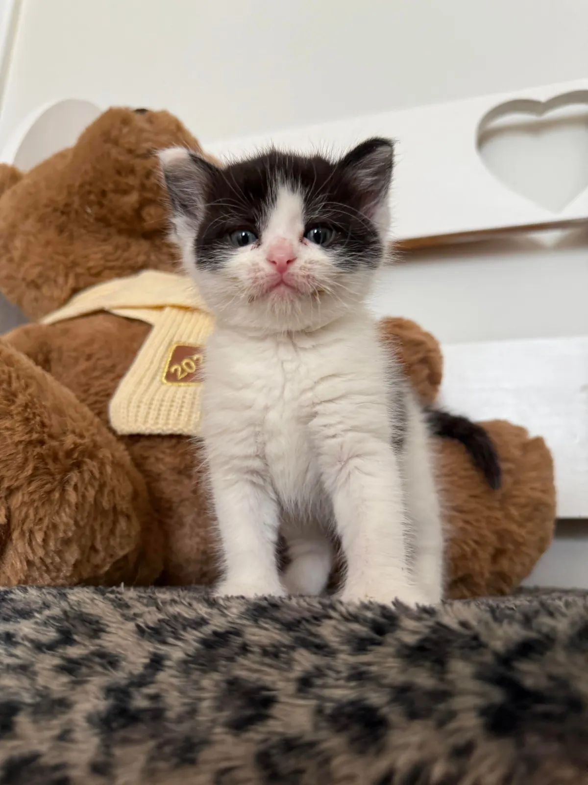 Found this kitten outside-not only is she sweet &amp; healthy, she fits right in with my other 4 cats.