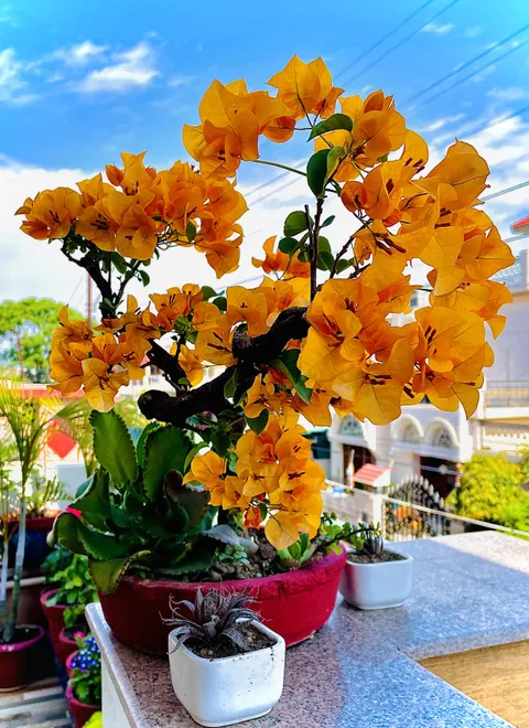 Bright day, brighter flowers!!