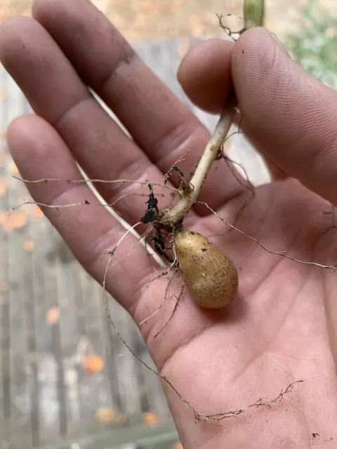 I grew a potato