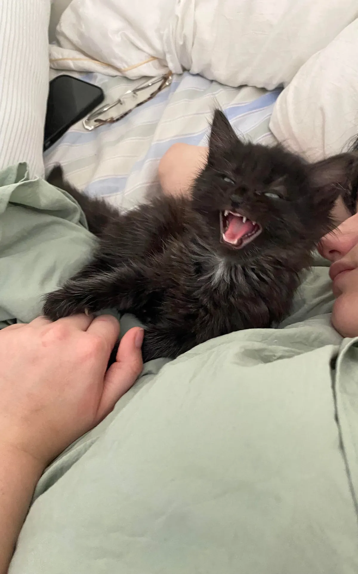 Adopted this ferocious creature last week