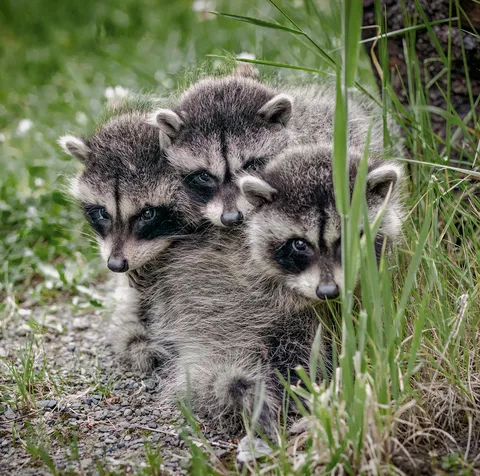 Saw these guys in neighbors driveway waiting for mom to find them.