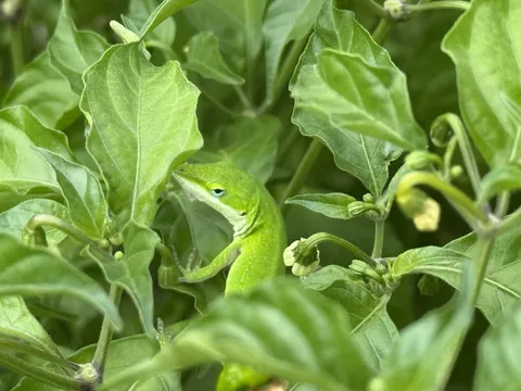 I have this guy to thank for the lack of pests in my garden, probably.