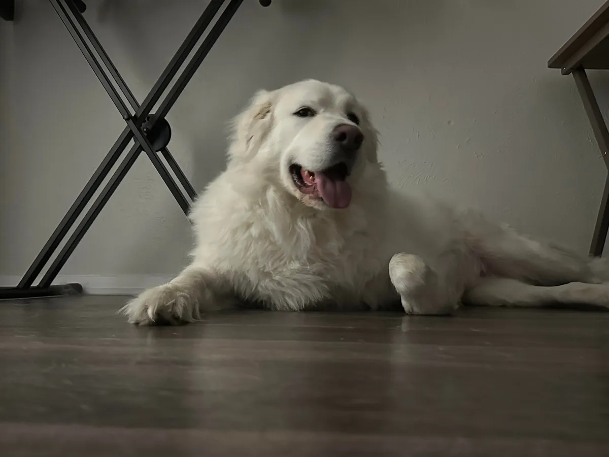 One year ago today, I adopted my sweet boy Mr. Mister!!