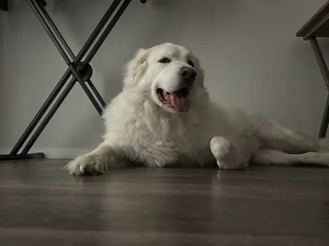 One year ago today, I adopted my sweet boy Mr. Mister!!