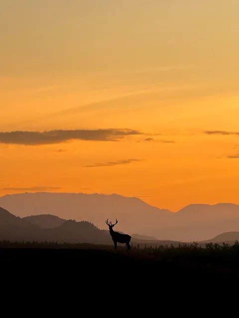 ITAP of a bull elk standing in front of the sunrise