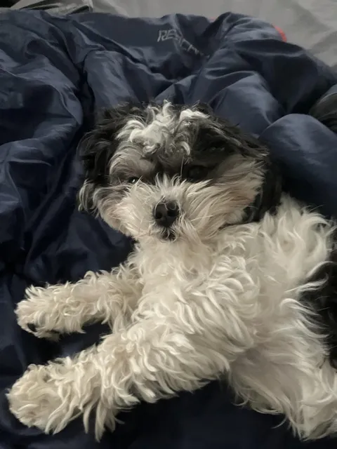 Everyday I wake up with this Ewok: