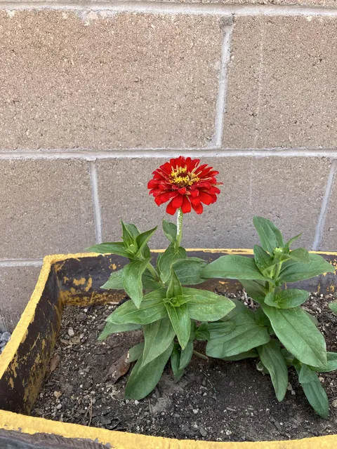 I grew my first flower at the age of 66(