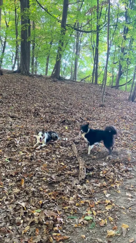 The stick saga continues. Uno recruited a friend!