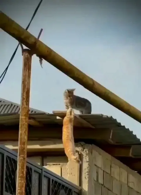 Scar Help Me!!! LONG LIVE THR KING..MOWOHAAAHAA