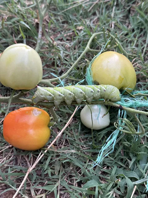I’ve never seen a caterpillar this large. He’s like 4-5”