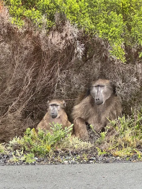 Cape Town is my favorite new city!