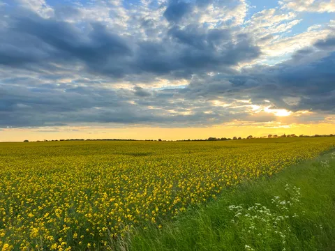 Rapeseed fields in Denmark