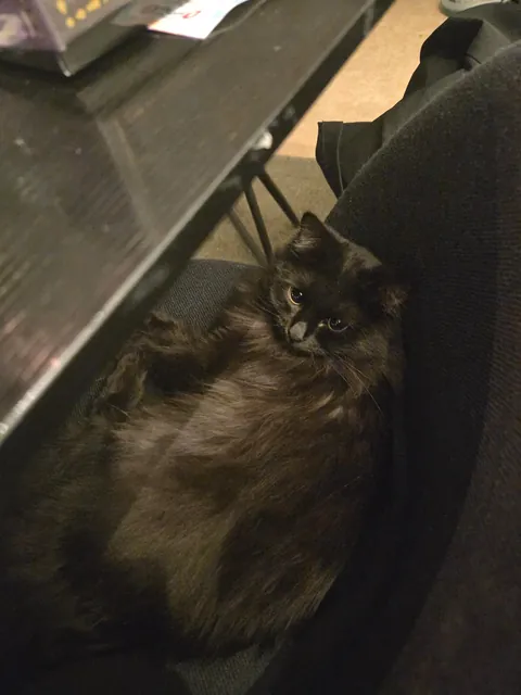 Coming home from work to this furball makes it all worth it.