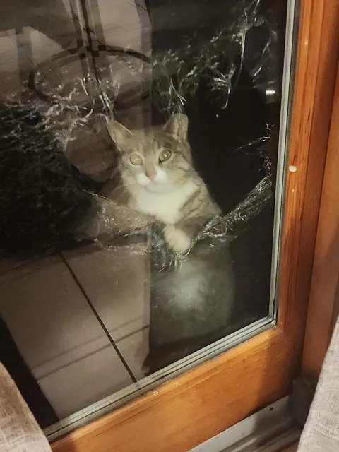 Feral/stray ripped balcony net