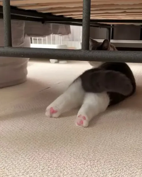 Do you like beans🤗