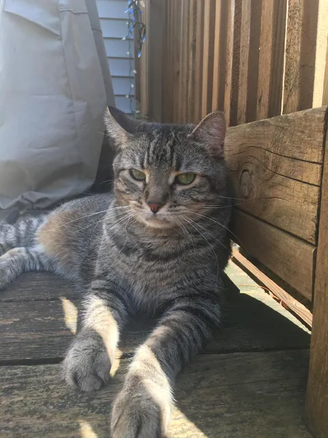 Partner broke up with me and I’m crushed. Please send me your cats to make me feel better. Here is my boy!