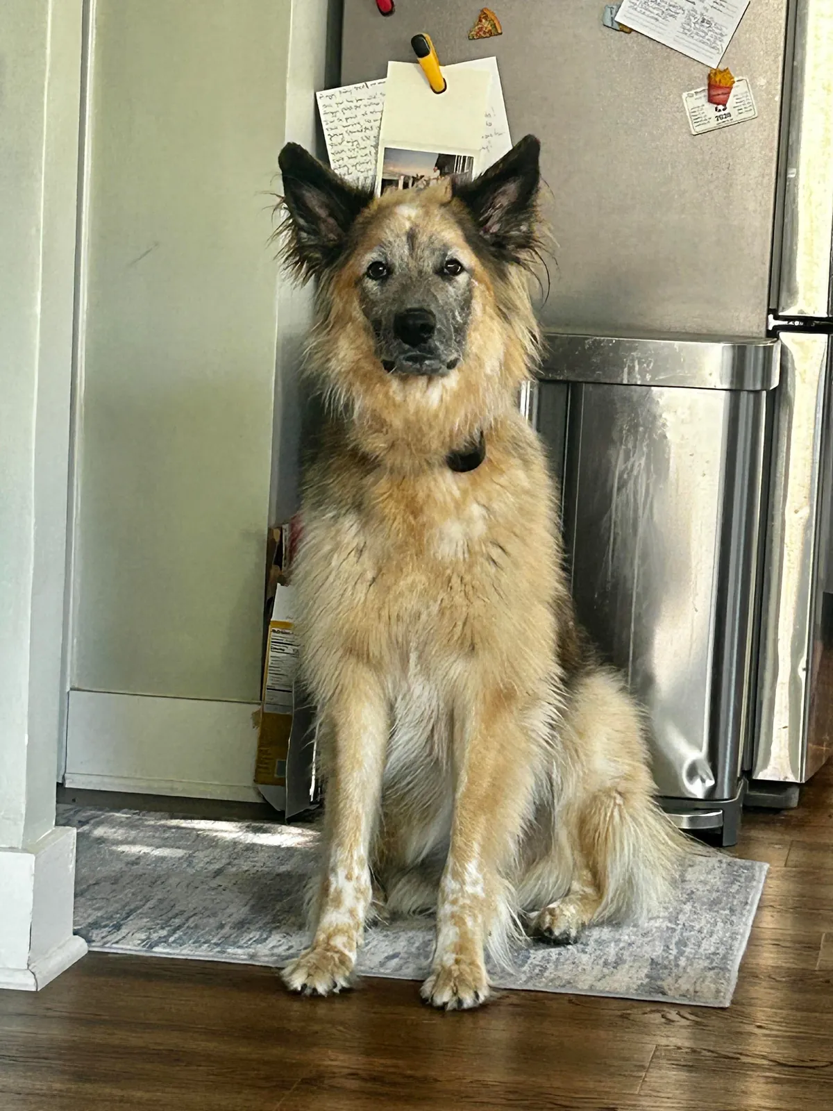 Celebrating two years with Snacks, our big goofy rescue dog