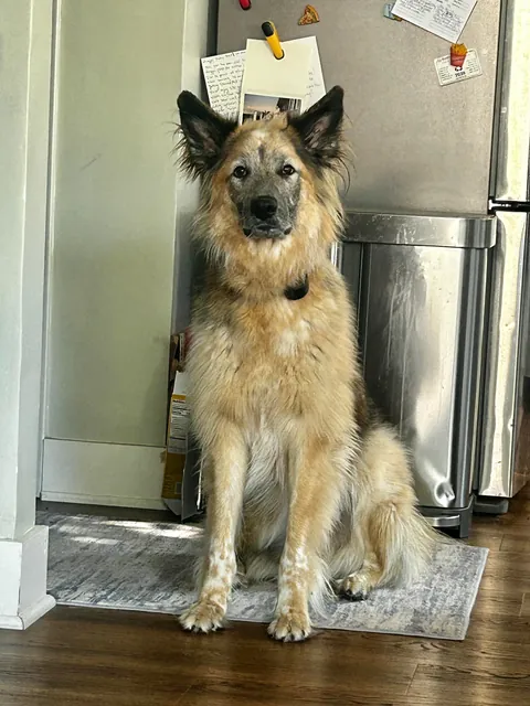 Celebrating two years with Snacks, our big goofy rescue dog