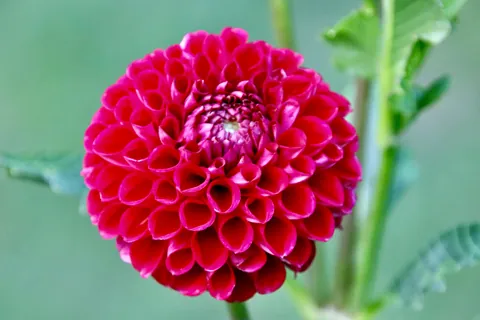 First year flower farm update