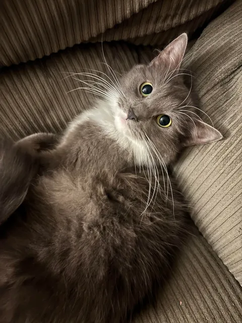 I was told greys aren’t pretty. She says otherwise.