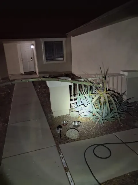 My century plant fell today in a huge dyst storm while I was at work