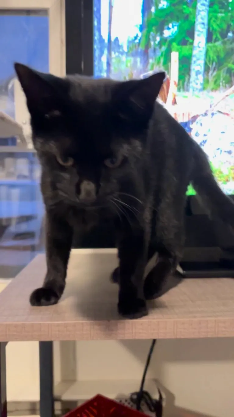 Grimace scale freaked me out