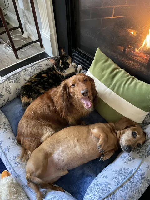 Show me your cats with their non feline siblings!