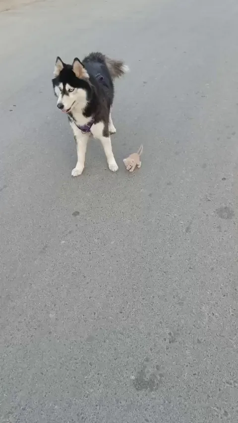 I have 2 pets to walk now