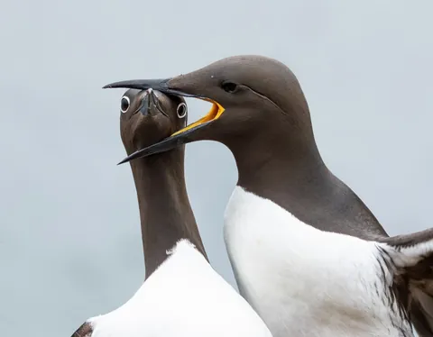 🔥 19 images from the Comedy Wildlife People's Choice Awards