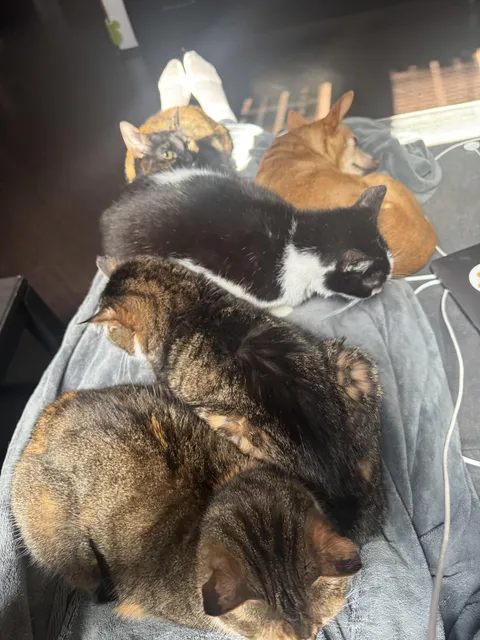 Tried to get up 2 hours ago. Cats called a meeting, dog seconded the motion. I’m now furniture