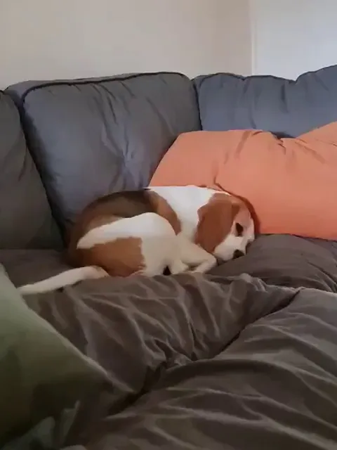 I'd never tell her she wags her tail in her sleep with so much gusto. I'd hate to embarass her 💕