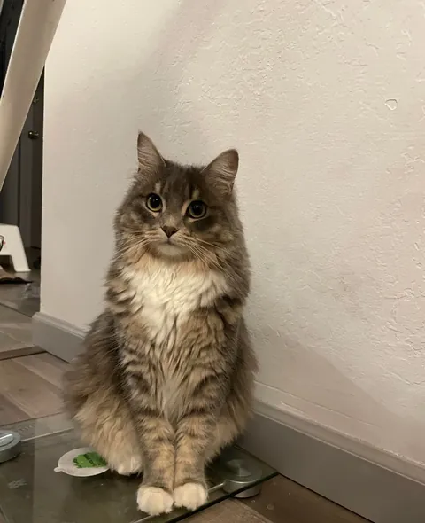 I think my cat knows she’s photogenic