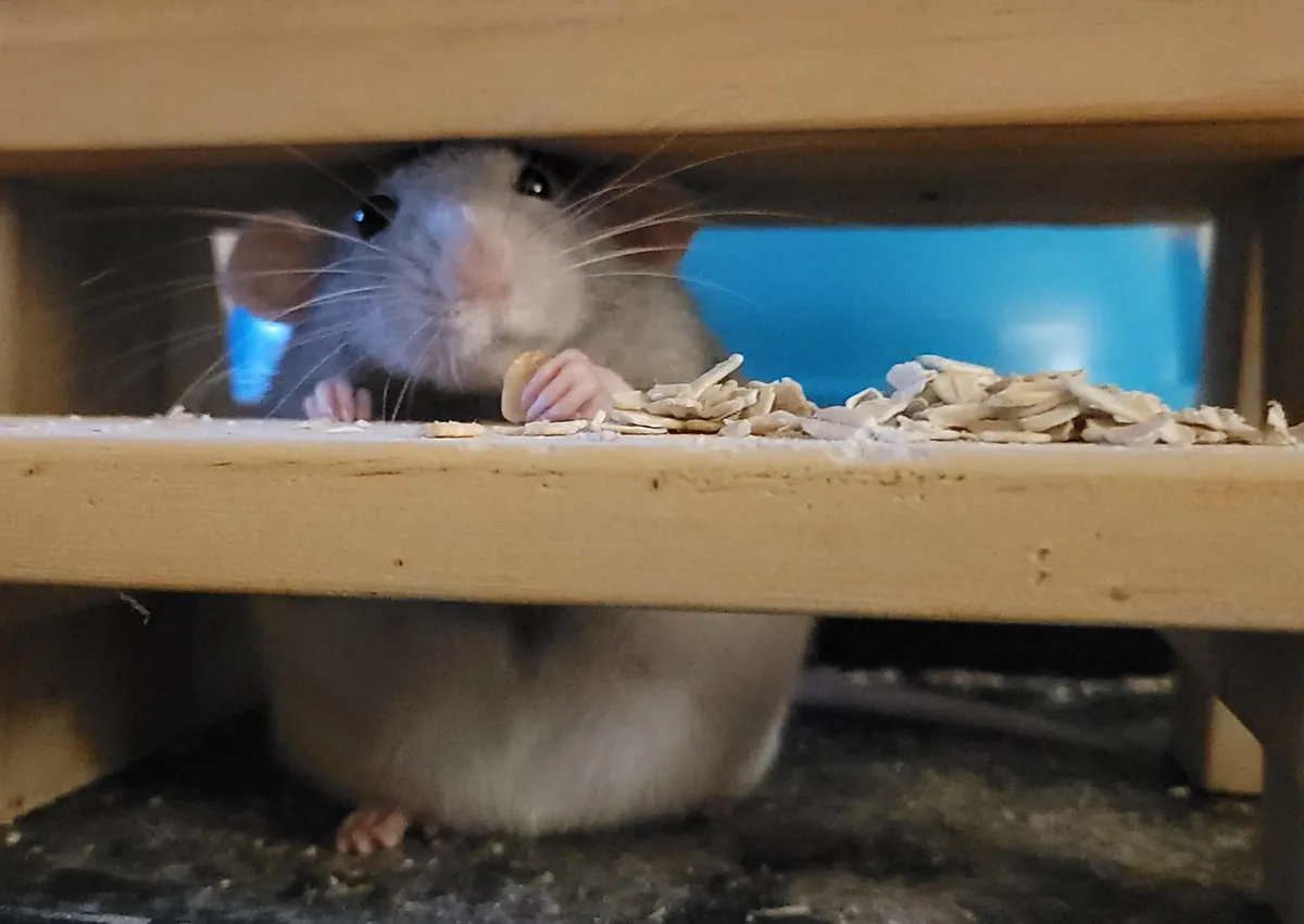 Would you buy her wares?