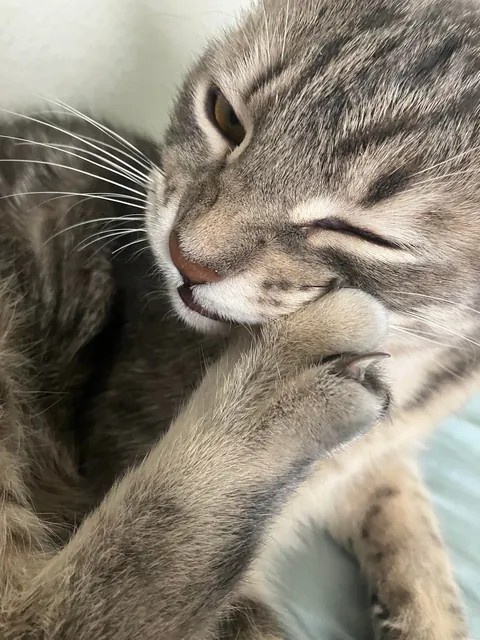 He bit my roommate so I’m posting his ugliest pics