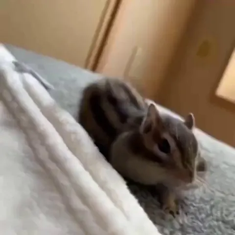 This little chipmunk just woke up!