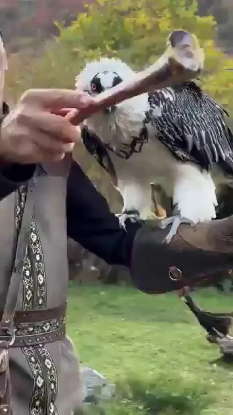Bearded vulture swallowing a bone